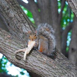 Yes I like Chicken Wings 
