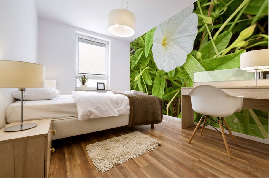 Bindweed Poise Mural print