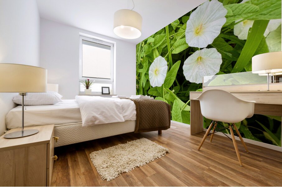 Clustered Bindweed Flowers Mural print