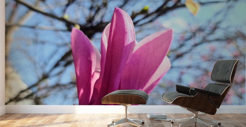 Magnolia Spring Bloom with Buds Wall Murals