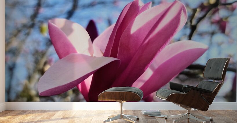 The Velvet Moment Between Bud and Bloom Wall Murals