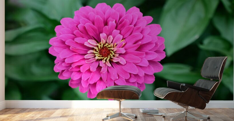 Common Zinnia with Uncommon Beauty Wall Murals