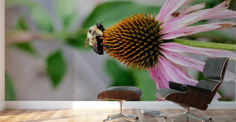The Bee and the Purple Coneflower Wall Murals