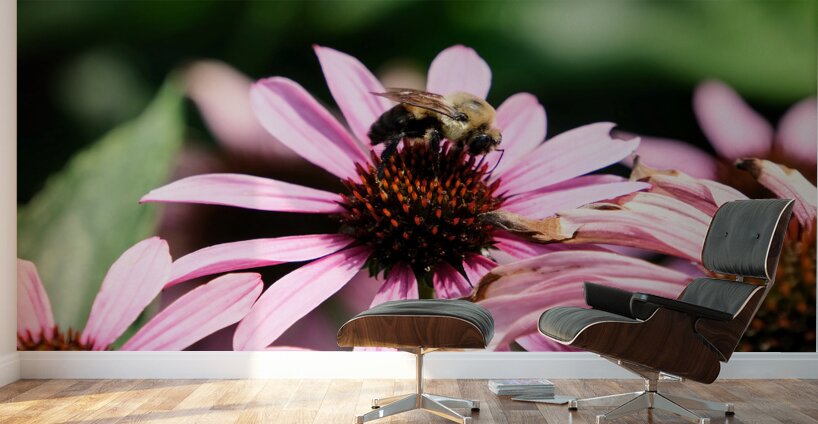 Coneflower and the Resting Wanderer Wall Murals