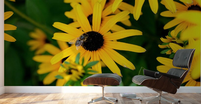 Black-Eyed Susans Dance Partner Wall Murals