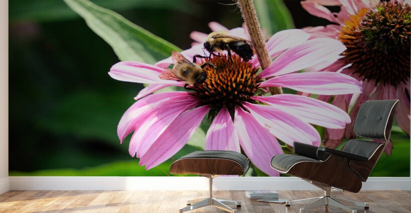 Duo at Dawn: Bees on the Coneflower’s Crown Wall Murals