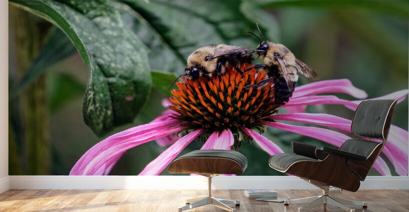 Dual Architects of Life on a Coneflower Stage Wall Murals