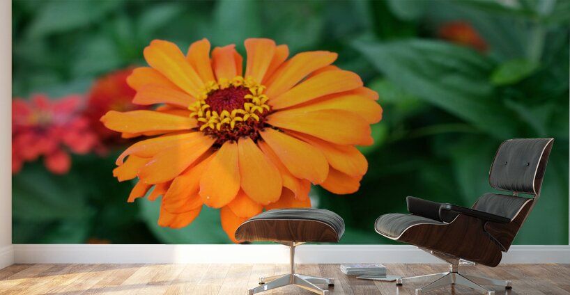 Orange You Royale King Zinnia Wall Murals