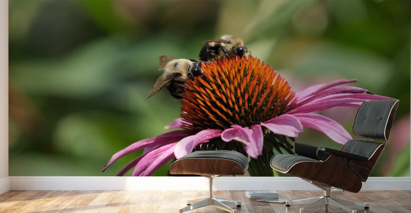 Harmony on a Purple Coneflower Wall Murals