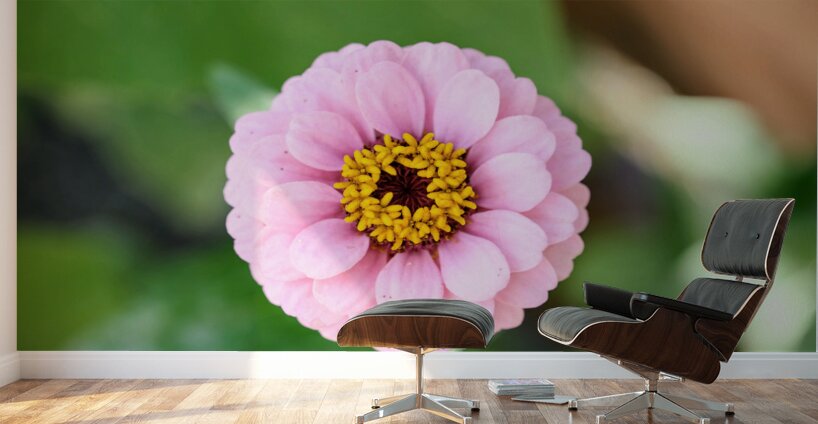 Pretty in Pink Zinnia:  Soft Celestial from Earth’s Garden Wall Murals