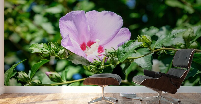 A Hibiscus Glimpse into Nature’s Heartbeat Wall Murals