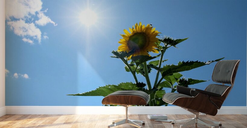 Solar Serenade: The Bloom That Reaches Back Wall Murals
