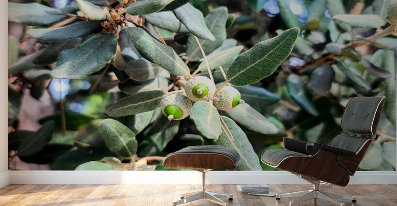 Beneath the Olive Shade Wall Murals