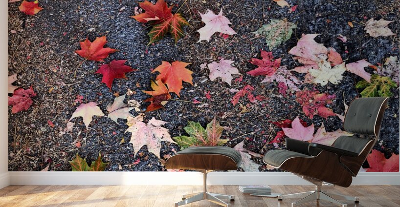 Grounded in Colors: Scattered Beauty Wall Murals