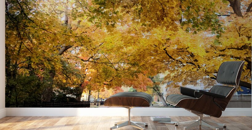 Fall Over the Road: Amber Dreams on Autumn Drive Wall Murals