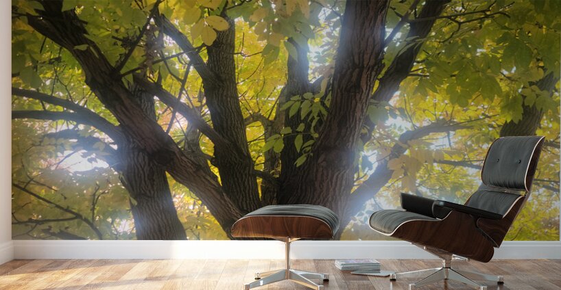 Fall Transition: Beneath the Light of Leaves Wall Murals