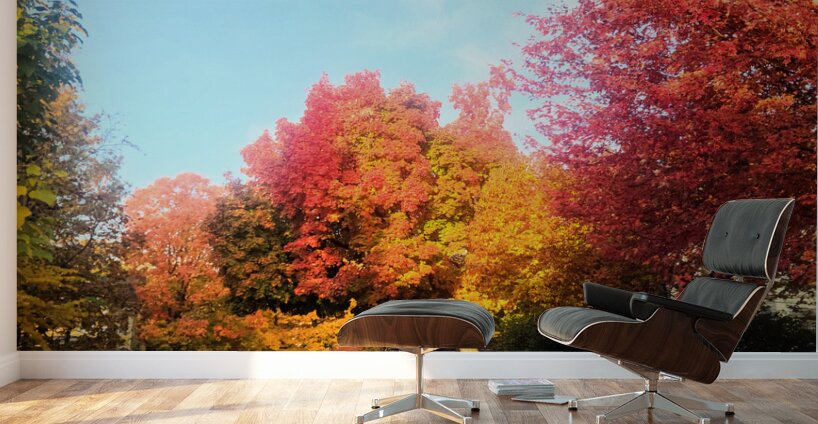 Fall Over the Fence Wall Murals