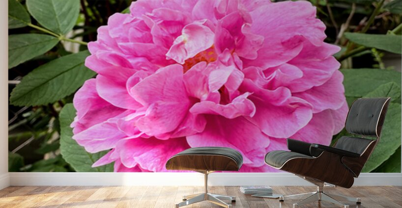 Rugosa Rose: Still She Blooms Wall Murals