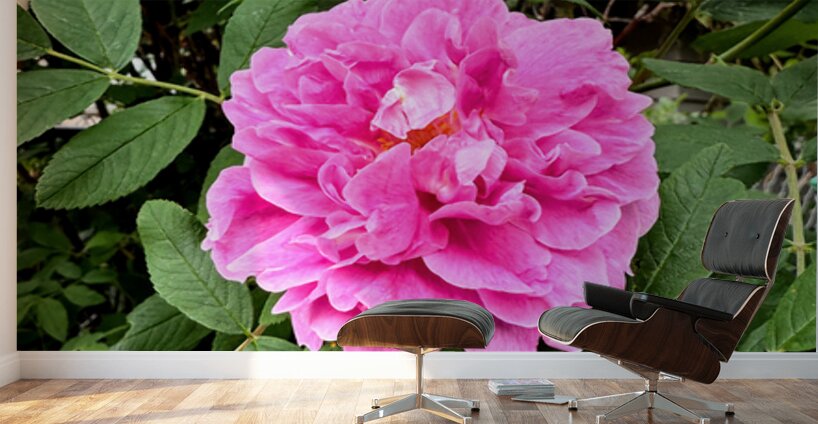 Wild Grace: The Rugosa Bloom Wall Murals