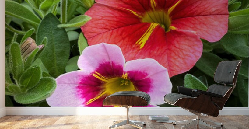 Duet in Full Color Wall Murals