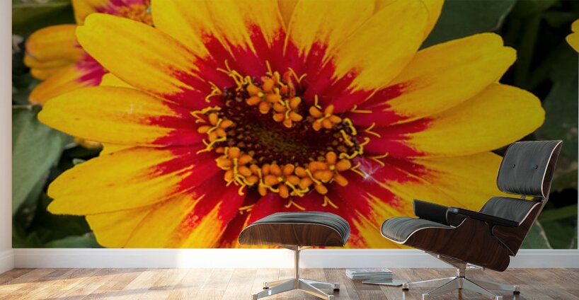 Solflare Echo Wall Murals