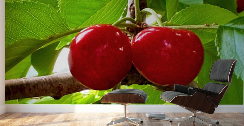 Twin Suns on the Orchard Axis Wall Murals