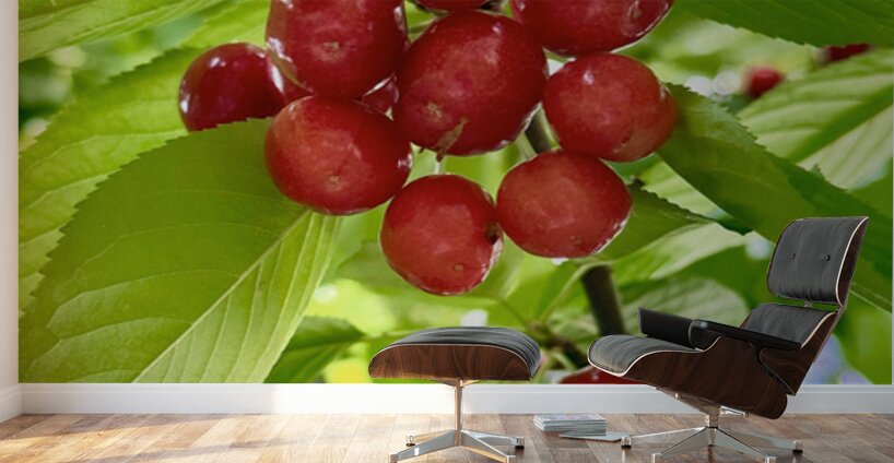 The Cherry Covenant: Nature’s Silent Promise Wall Murals