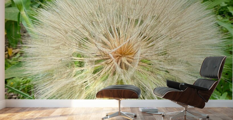 Prairie Starburst: A Prayer in Plant Form Wall Murals