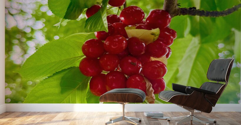 The Patience of Fruit: A Quiet Celebration Wall Murals