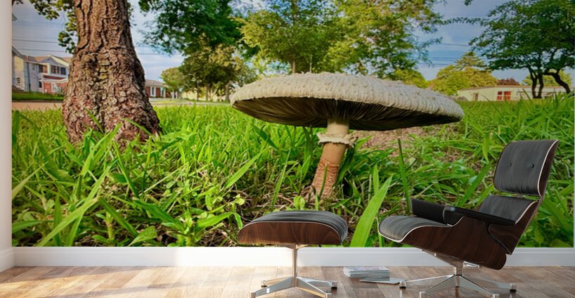 The Lone Umbrella of Morning Light Wall Murals