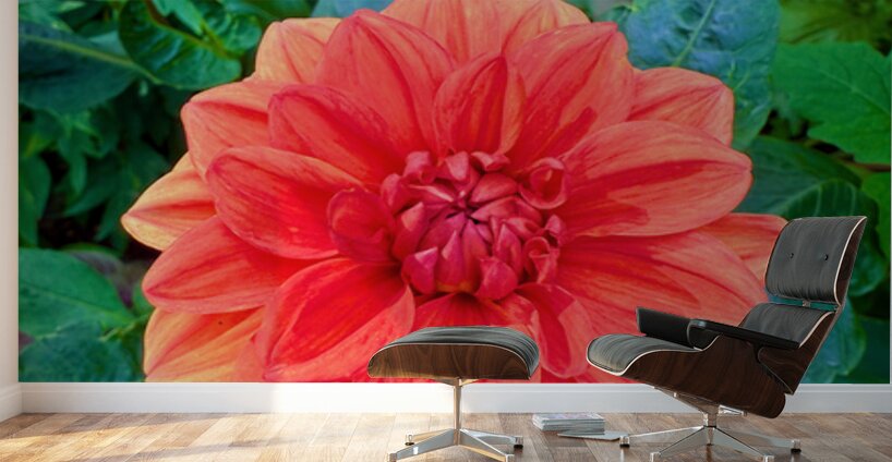 Dahlia Inferna: The Flame That Blossoms Wall Murals