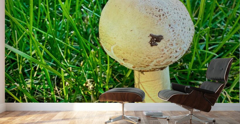 The Philosopher’s Cap Wall Murals