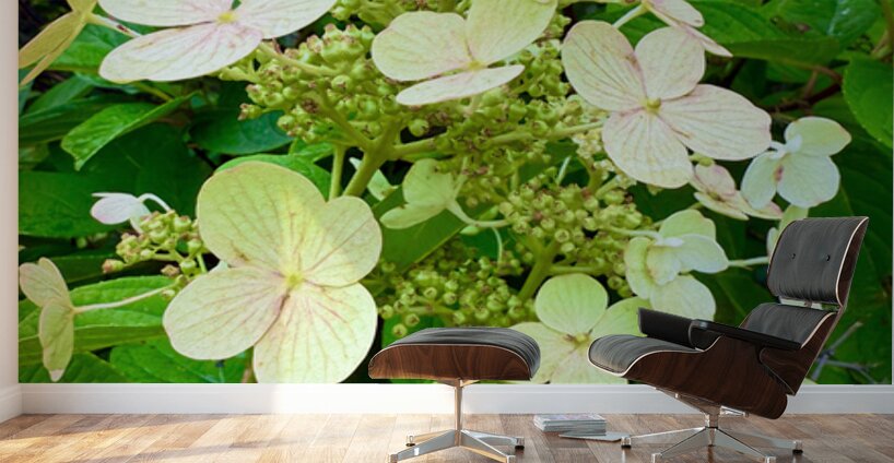  Pale Hydrangea Cluster Wall Murals