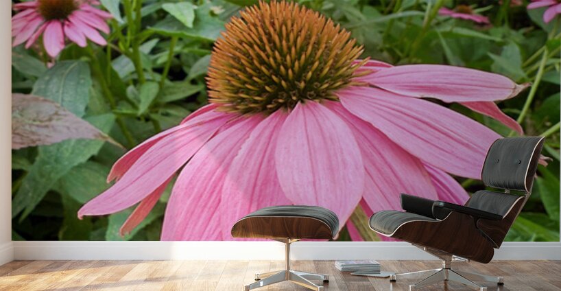 Echinacea Ensemble Wall Murals