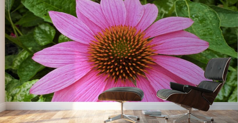 Pink Serenity Wall Murals