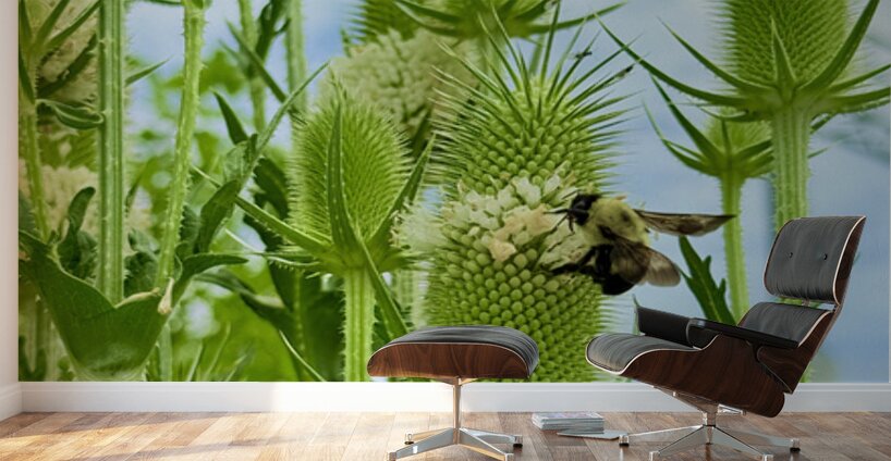 The Reach of Teasel Wall Murals