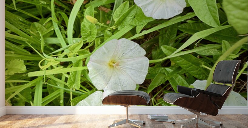 Bindweed Blossoms in the Grass Wall Murals