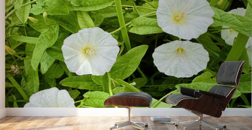 Clustered Bindweed Flowers Wall Murals
