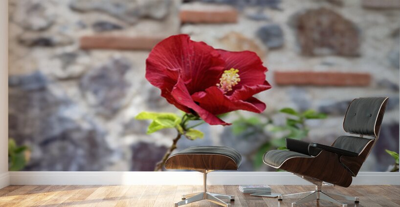 IMG 9956 Wall Murals