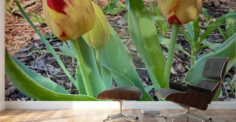 Double Flame Wall Murals