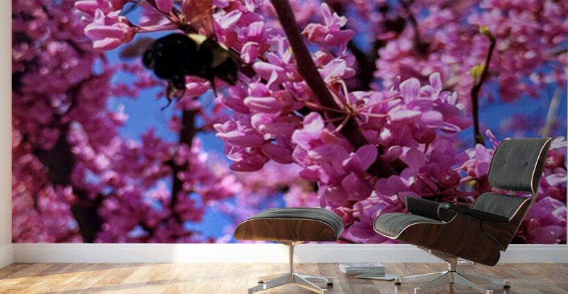 Redbud Season Wall Murals