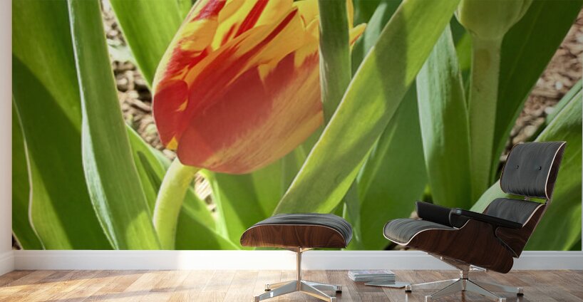 Tucked Away Wall Murals