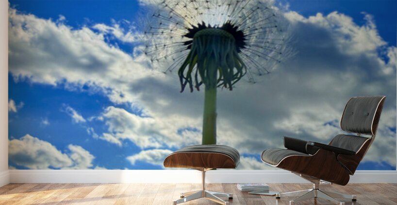 Simply Dandelion Wall Murals