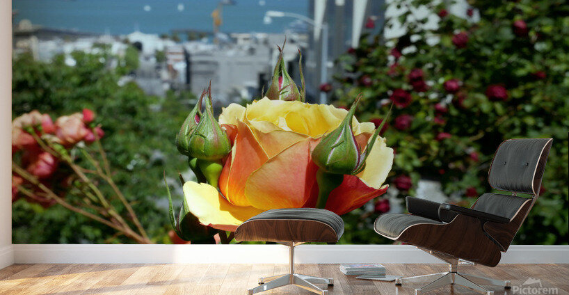 A City Rose Wall Murals
