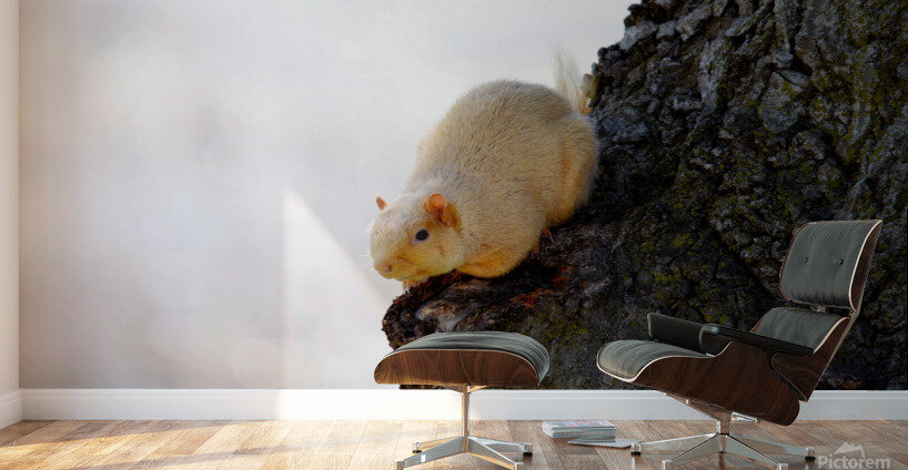 A Blonde Squirrel Moment Wall Murals