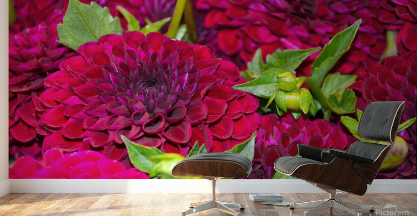 Flower Bloom 4 Wall Murals