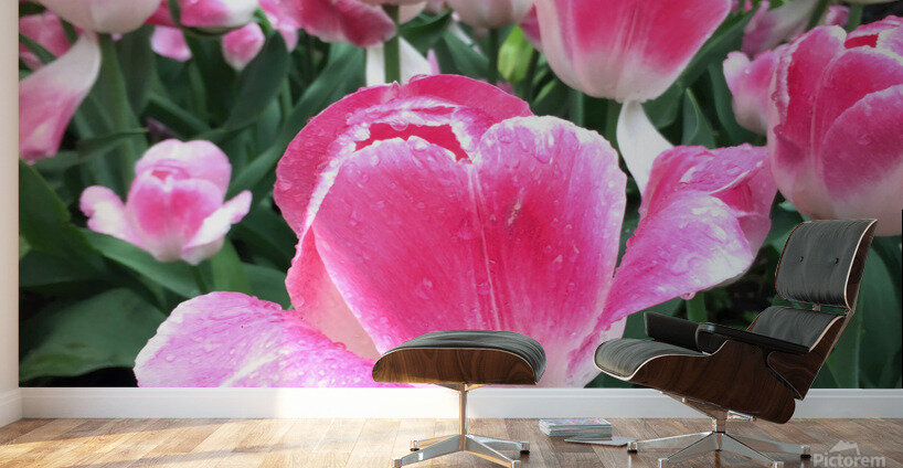 Tulips Are Better Than One C Wall Murals