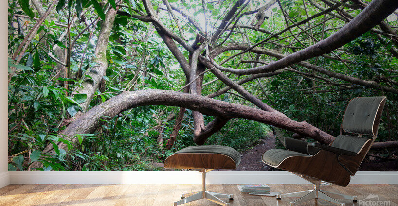 Branches of Life Wall Murals