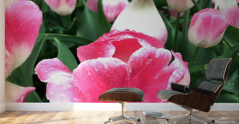 Tulips Are Better Than One Wall Murals