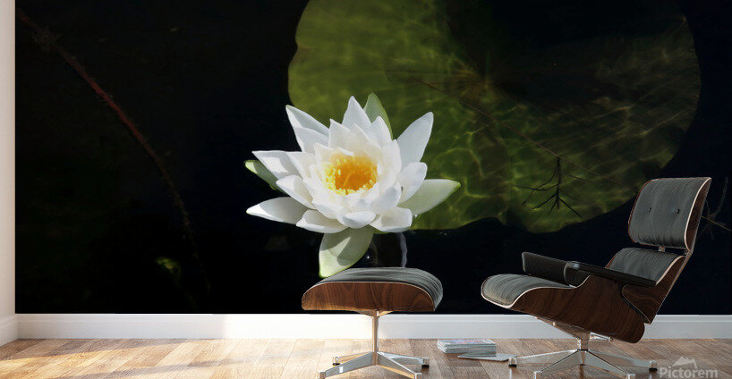 Blooms of Joy Wall Murals